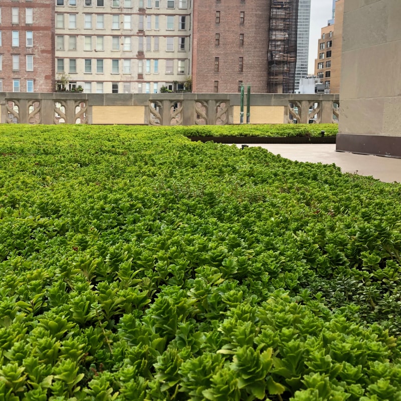Siplast ParaGREEN Vegetated Roof in NYC