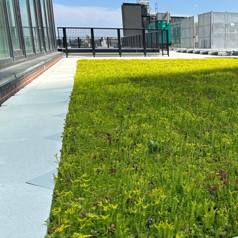 A wide shot shows a modern building with a green roof, featuring vegetation and a walkway, seamlessly blending with the architectural design