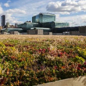 Green Roofing Solutions