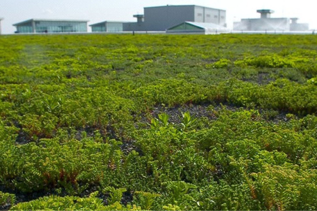 Close-up of a flourishing vegetated green roof showcasing Siplast's products for sustainability solutions and LEED credit.