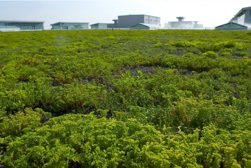 Close-up of a flourishing vegetated green roof showcasing Siplast's products for sustainability solutions and LEED credit.