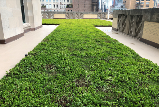 Vegetated roof in NYC
