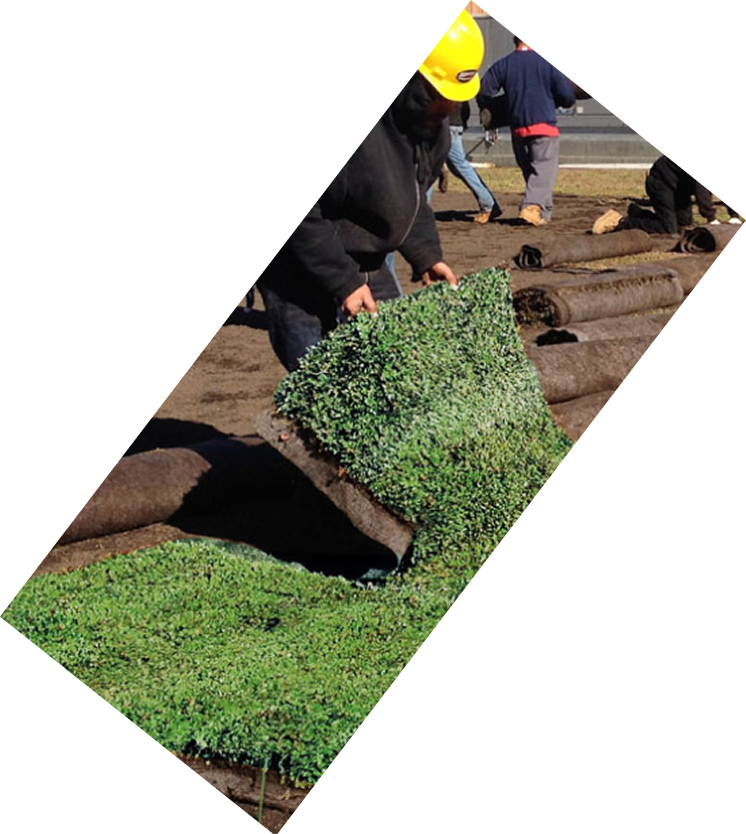 Green roof installation in progress with workers installing vegetation trays on a rooftop with a white shade structure and blue sky