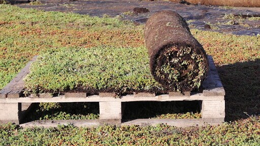 Paragreen Masthead