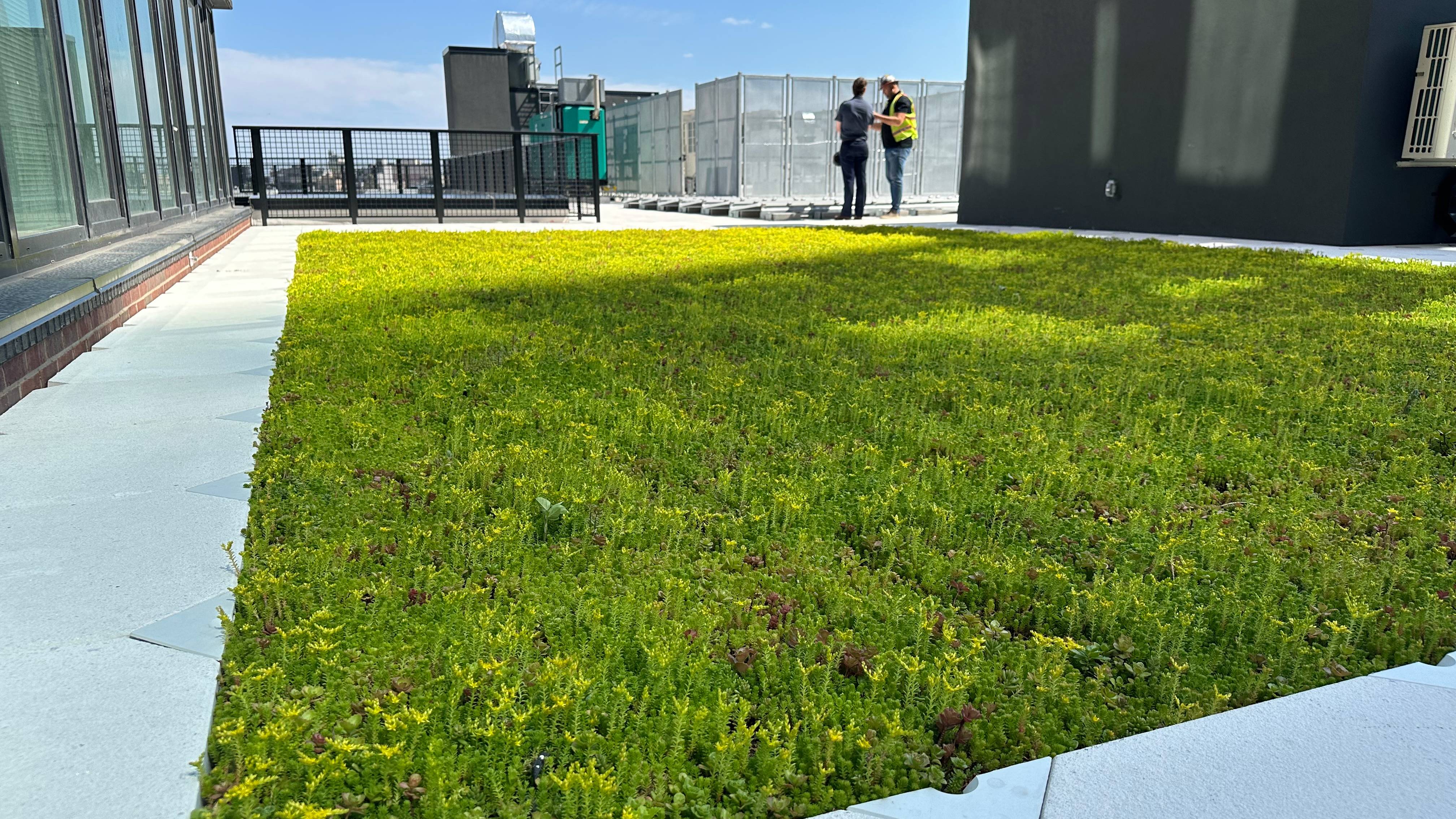 extensive vegetated