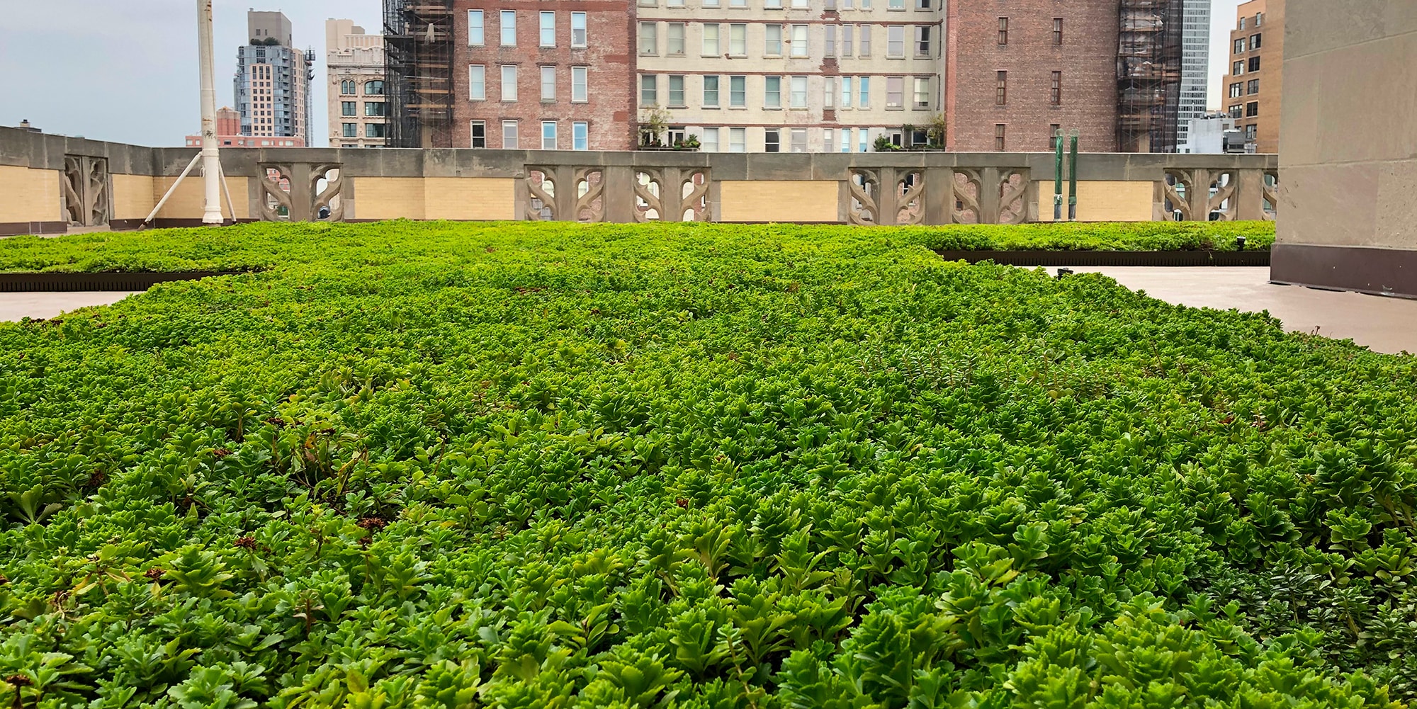Siplast ParaGREEN Vegetated Roof in NYC