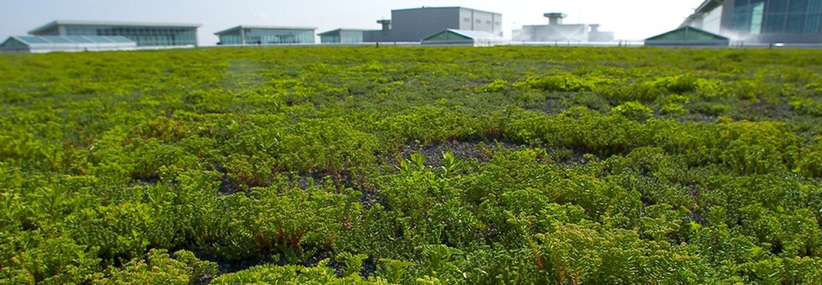 Lush green vegetated roof system on a sustainable building.