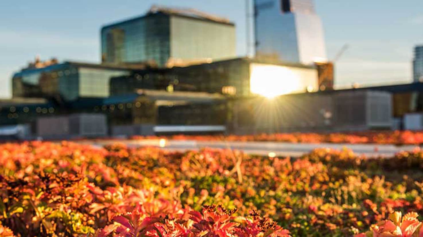 Close-up of the Jacob K. Javits Convention Center's vegetated roof in fall colors with the New York City skyline.